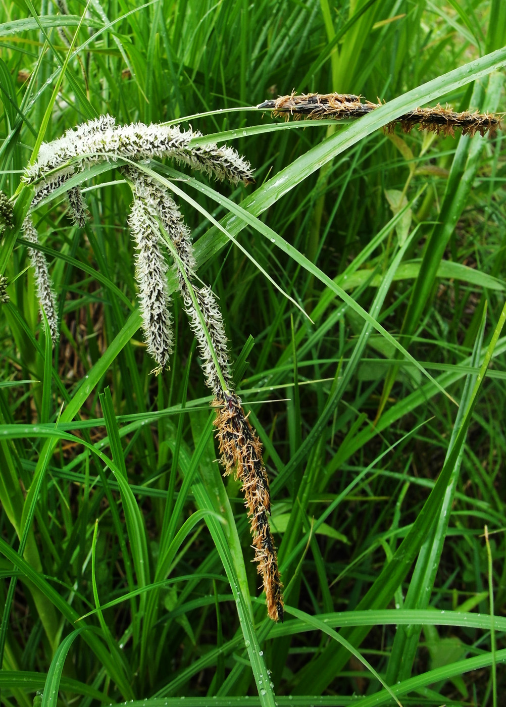 Изображение особи Carex acuta.