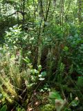 Lycopodium annotinum