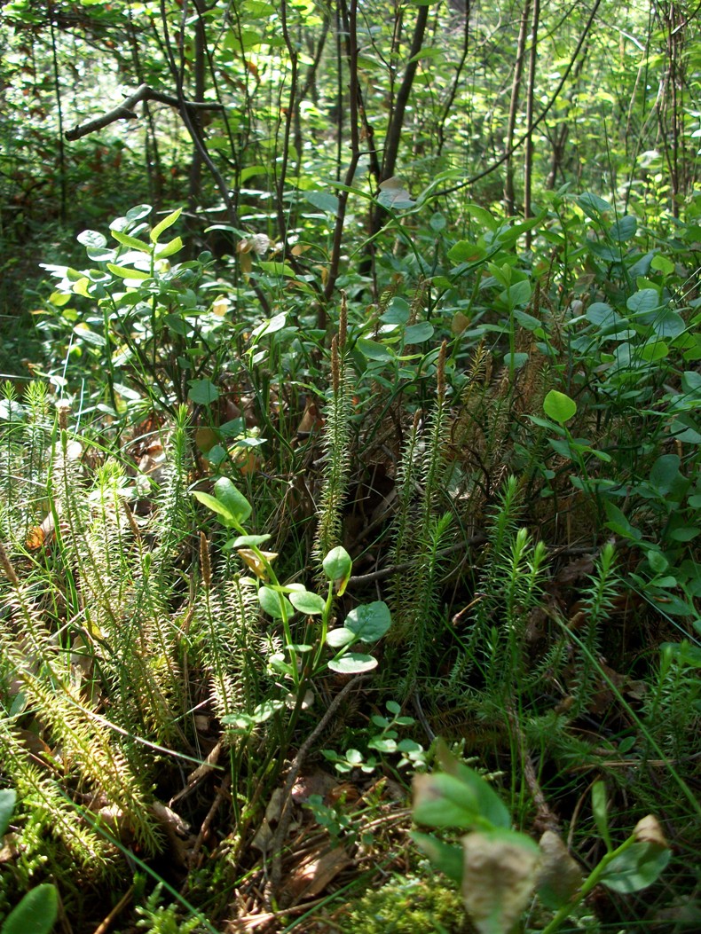 Изображение особи Lycopodium annotinum.