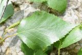 Betula pendula. Лист. Республика Ингушетия, Джейрахский р-н, окр. урочища Оасег, высота ок. 1860 м н.у.м., край леса, берег ручья. 18 июня 2022 г.