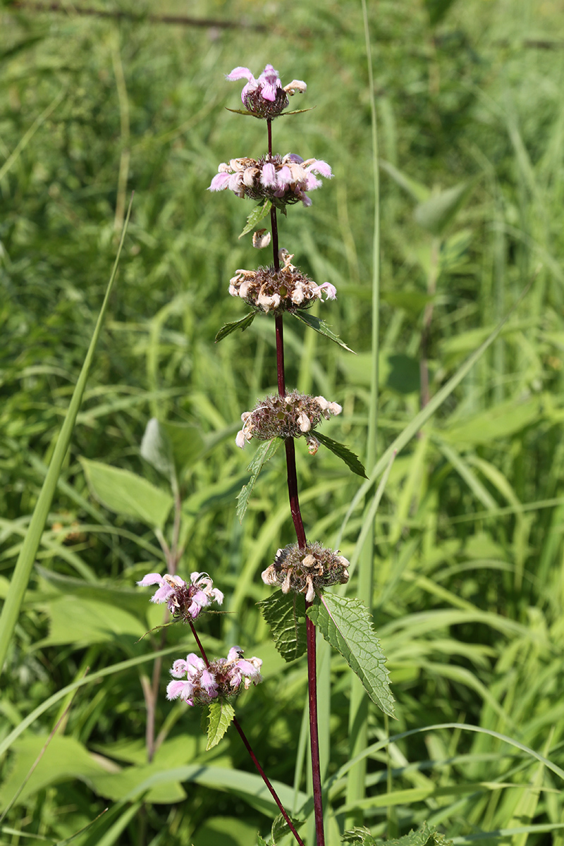 Image of Phlomoides tuberosa specimen.