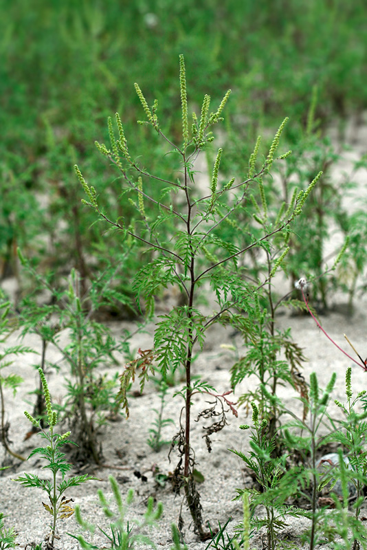 Изображение особи Ambrosia artemisiifolia.