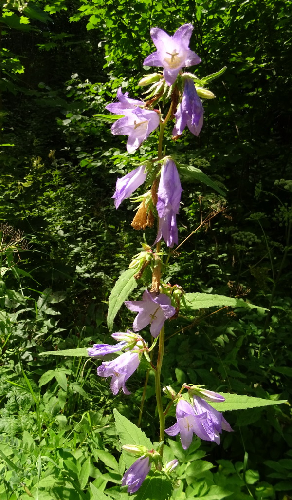 Image of Campanula trachelium specimen.