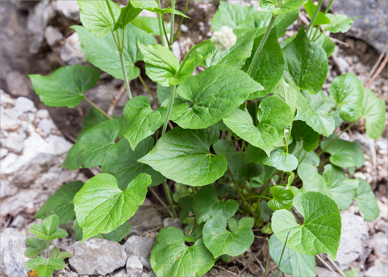 Изображение особи Valeriana alliariifolia.