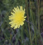 Pilosella officinarum