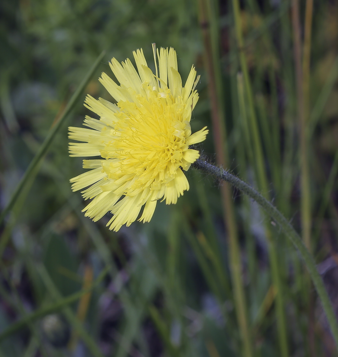 Изображение особи Pilosella officinarum.