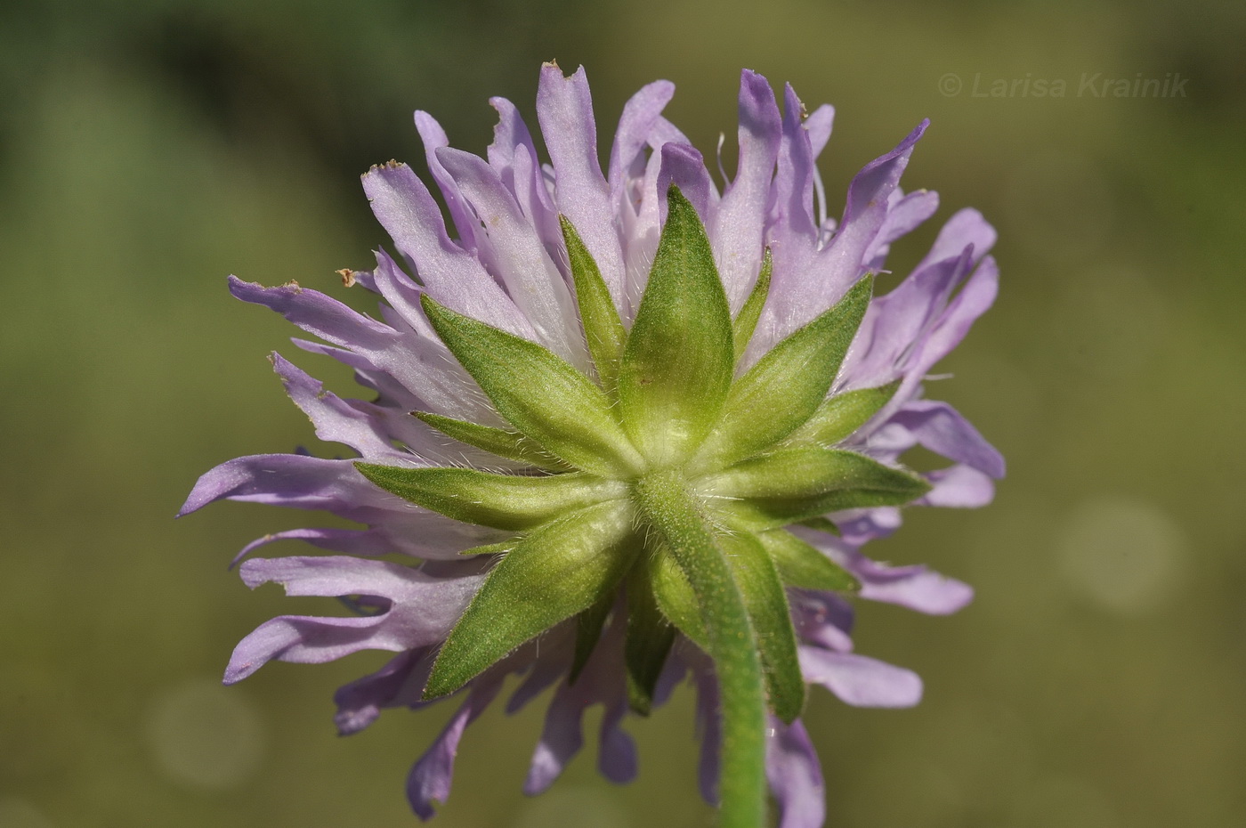 Image of Knautia arvensis specimen.