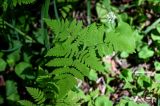 Gymnocarpium dryopteris. Вайя. Красноярский край, Шушенский р-н, национальный парк \"Шушенский Бор\", ≈ 700 м н.у.м., смешанный лес. 11.06.2022.