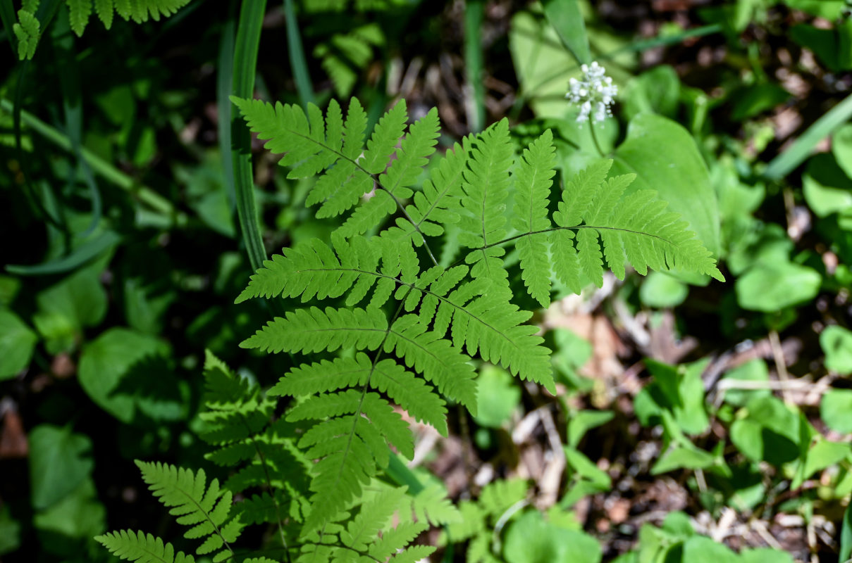 Image of Gymnocarpium dryopteris specimen.