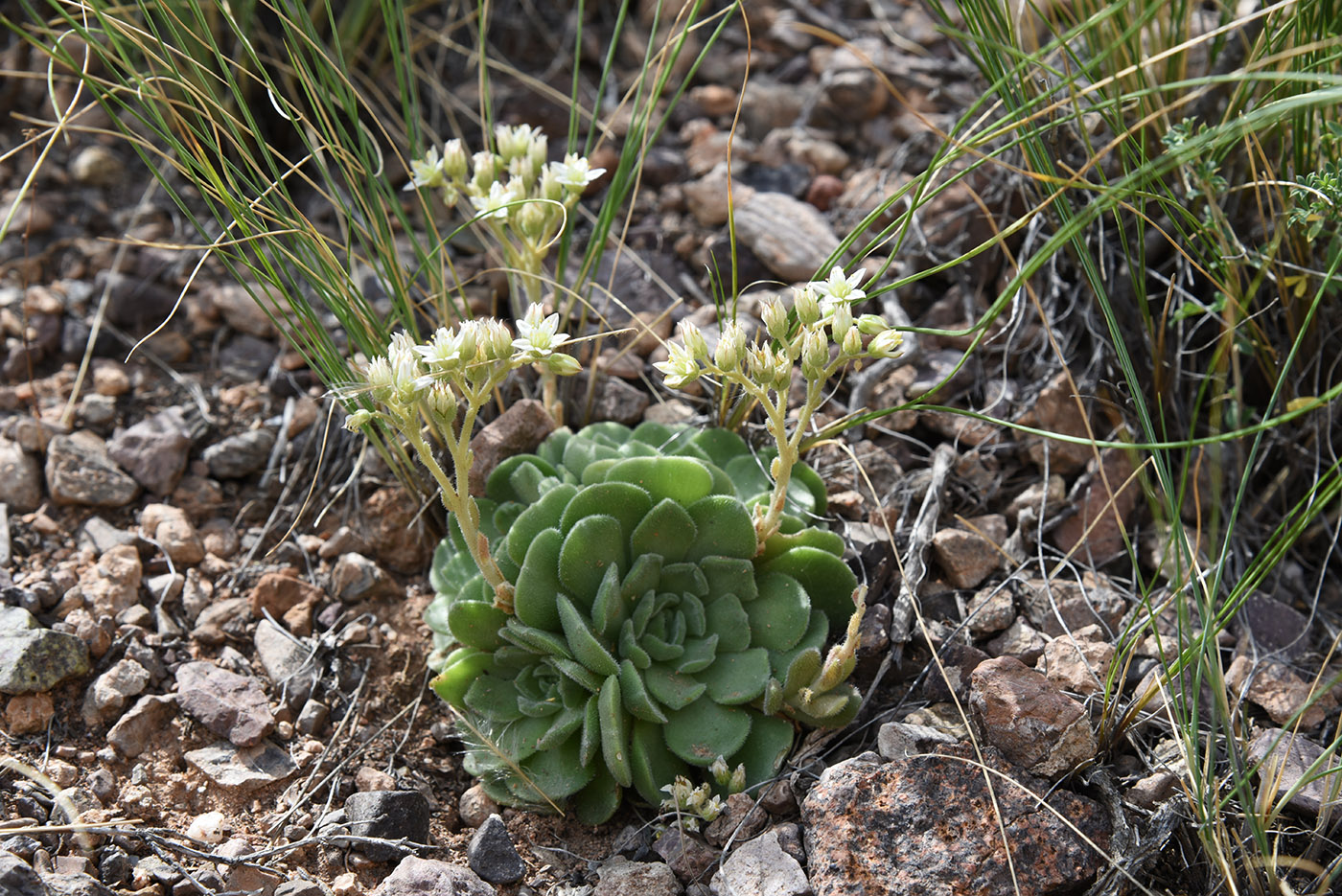 Изображение особи Rosularia platyphylla.