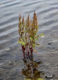 род Rumex
