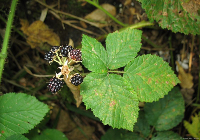 Изображение особи Rubus caucasicus.