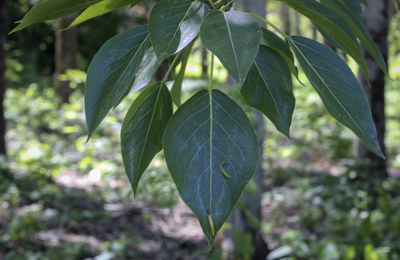 Image of genus Populus specimen.