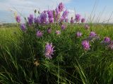 Astragalus onobrychis. Цветущее растение в степи. Татарстан, Новошешминский р-н, окр. пос. Совхоз «Красный Октябрь», памятник природы \"Склоны Коржинского\". 10.07.2022.