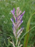 Astragalus varius. Соцветие отцветающего растения. Ульяновская обл., Новомалыклинский р-н, окр. пос. Средняя Якушка, дол. р. Бол. Авраль, надпойменная терраса, остепнённый луг, пастбище. 31.07.2022.