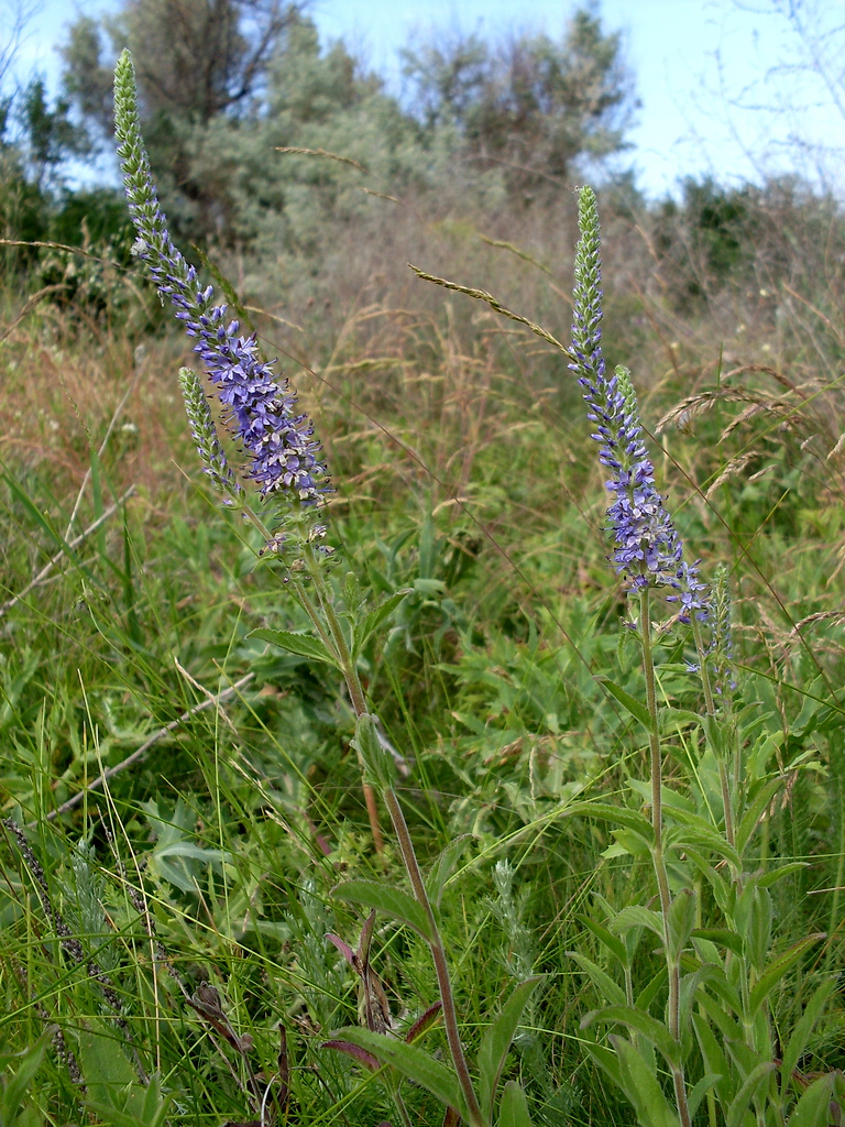 Image of Veronica spicata specimen.