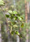 Betula subarctica