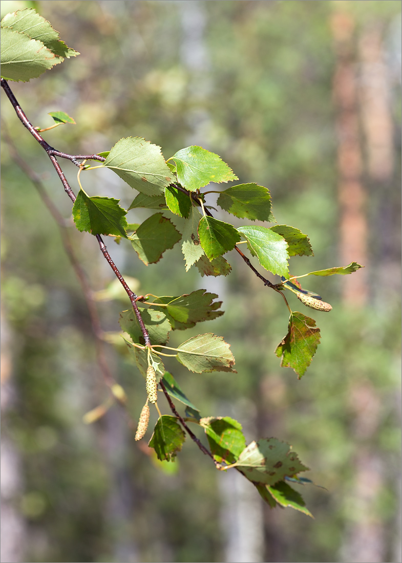 Изображение особи Betula subarctica.