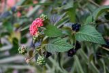 Lantana camara