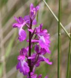 Anacamptis laxiflora subspecies elegans. Верхушка соцветия. Краснодарский край, м/о Анапа, пос. Витязево, ул. Скифская, зарастающая низина у подножия дюны. 29.05.2021.