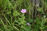 Linum hypericifolium. Цветущее растение. Республика Ингушетия, Джейрахский р-н, окр. альплагеря \"Кязи\", выс. 2020 м н.у.м, луг. 23 июля 2022 г.