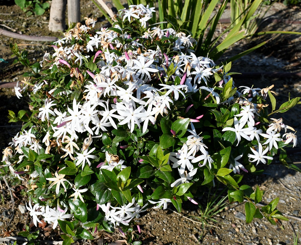 Image of Jasminum multipartitum specimen.