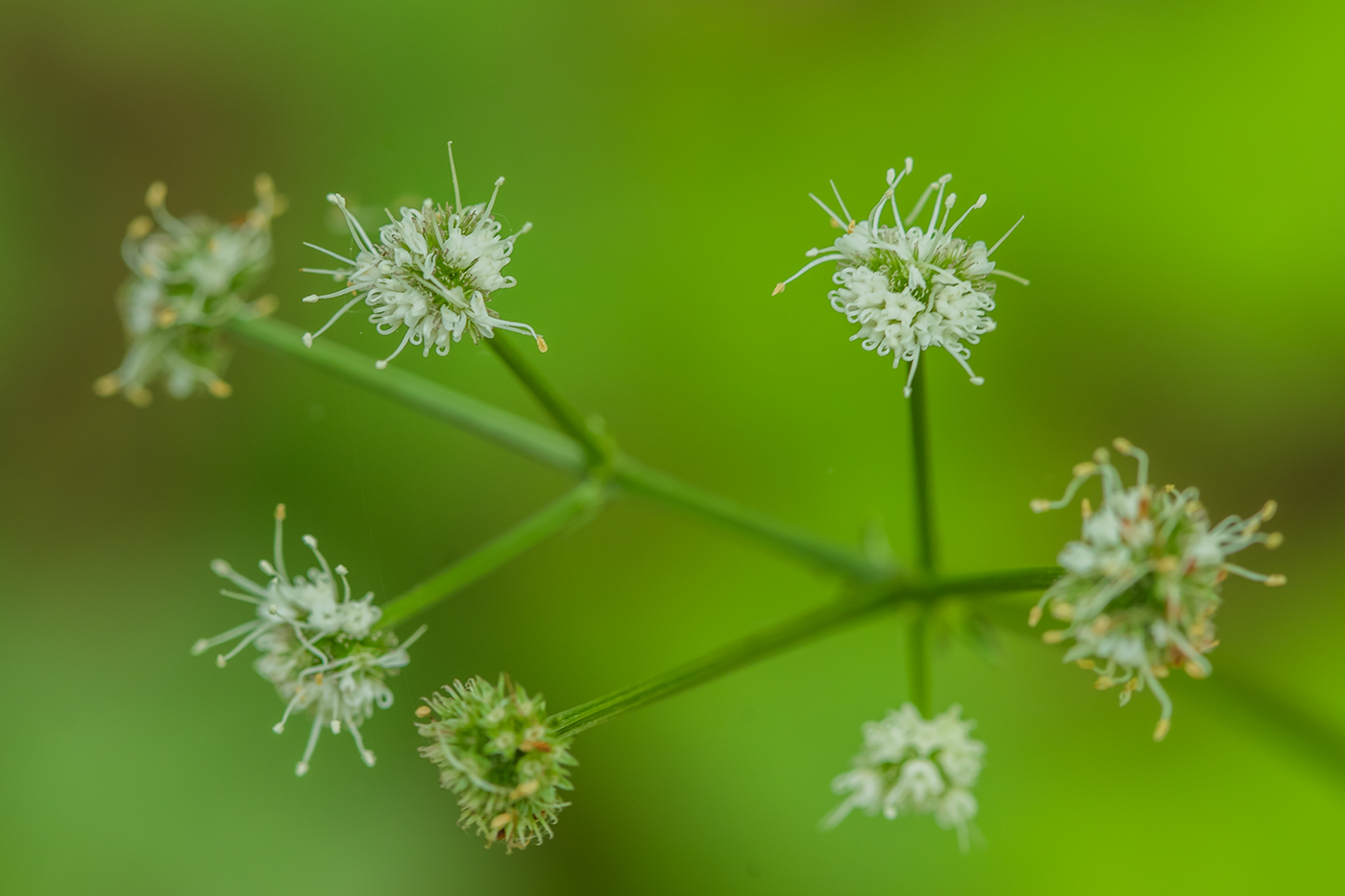 Image of Sanicula europaea specimen.