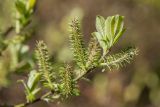 Salix cinerea. Верхушка ветви с соцветиями. Краснодарский край, Туапсинский р-н, Главный Кавказский хр., окр. горы Семиглавая, высота 1400 м н.у.м., субальпийский луг. 28.05.2023.