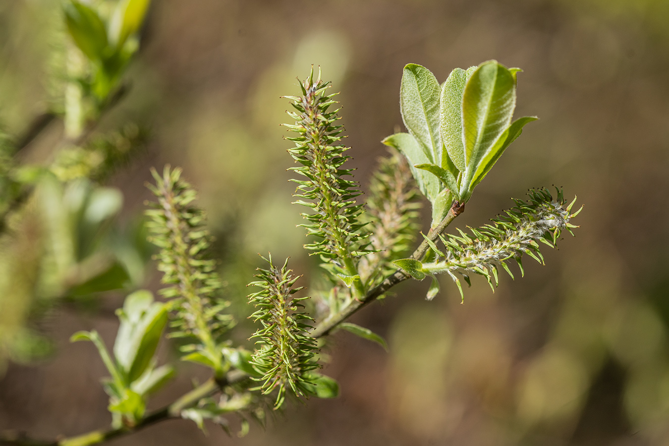 Изображение особи Salix cinerea.