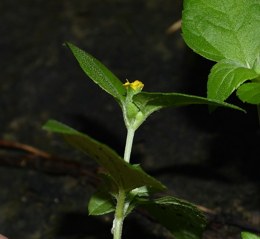 Image of Calyptocarpus vialis specimen.