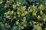 Medicago falcata. Верхушки побегов с соцветиями. Оренбургская обл., г. Орск, щебнистый участок у дороги. 03.07.2023.