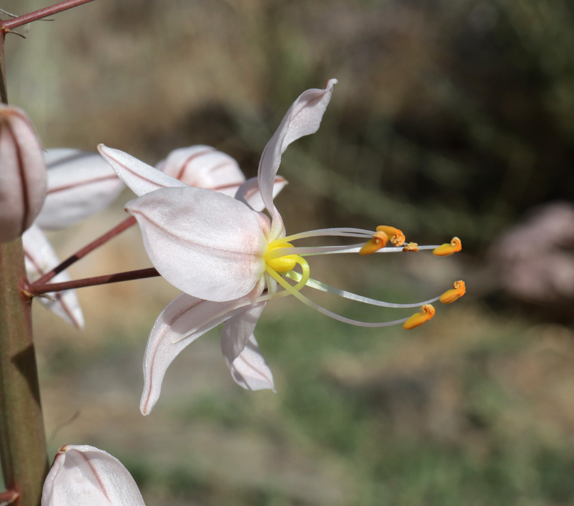 Изображение особи Eremurus olgae.