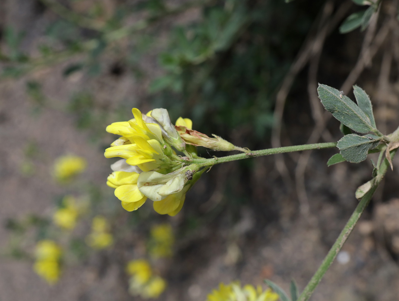 Image of Medicago glutinosa specimen.