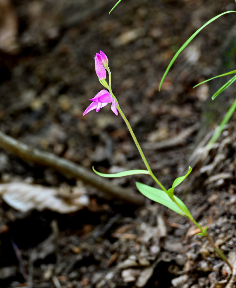 Image of Cephalanthera rubra specimen.