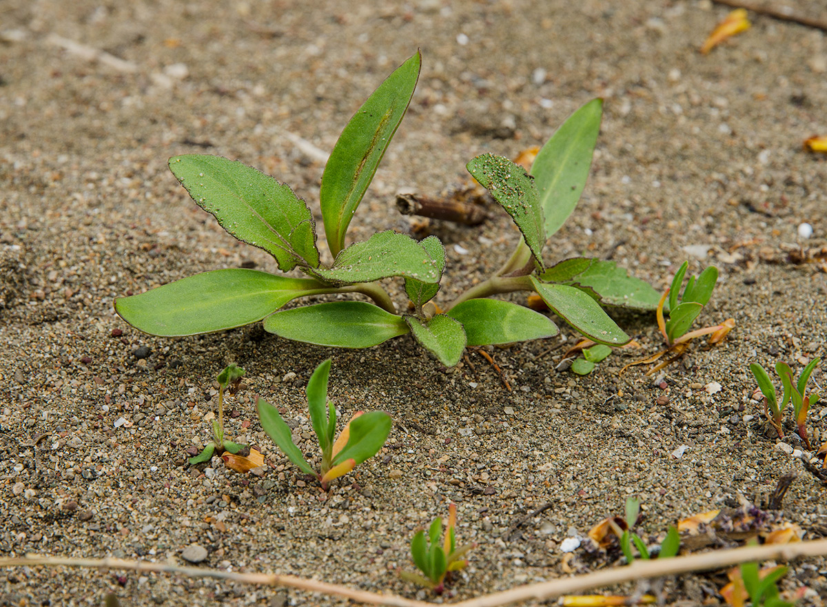 Image of genus Xanthium specimen.