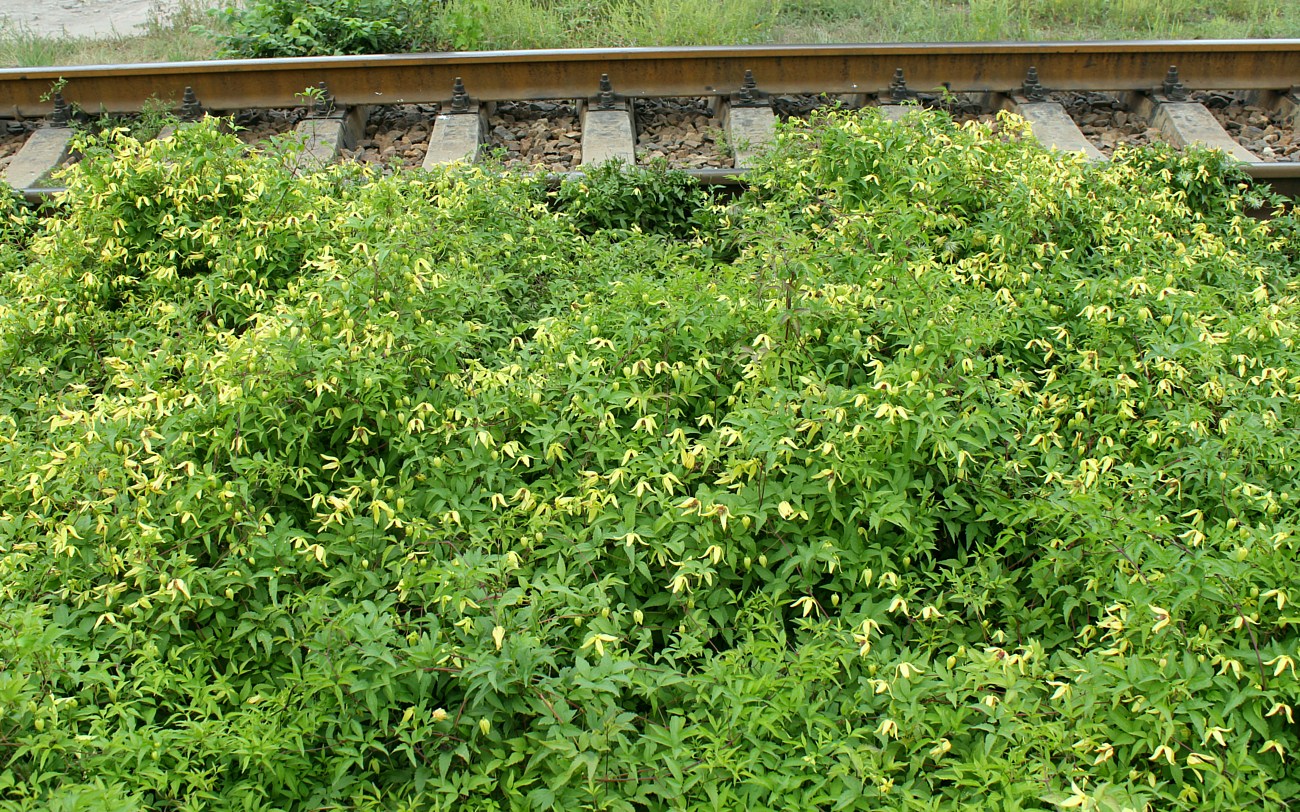 Изображение особи Clematis serratifolia.