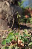 Oxalis latifolia