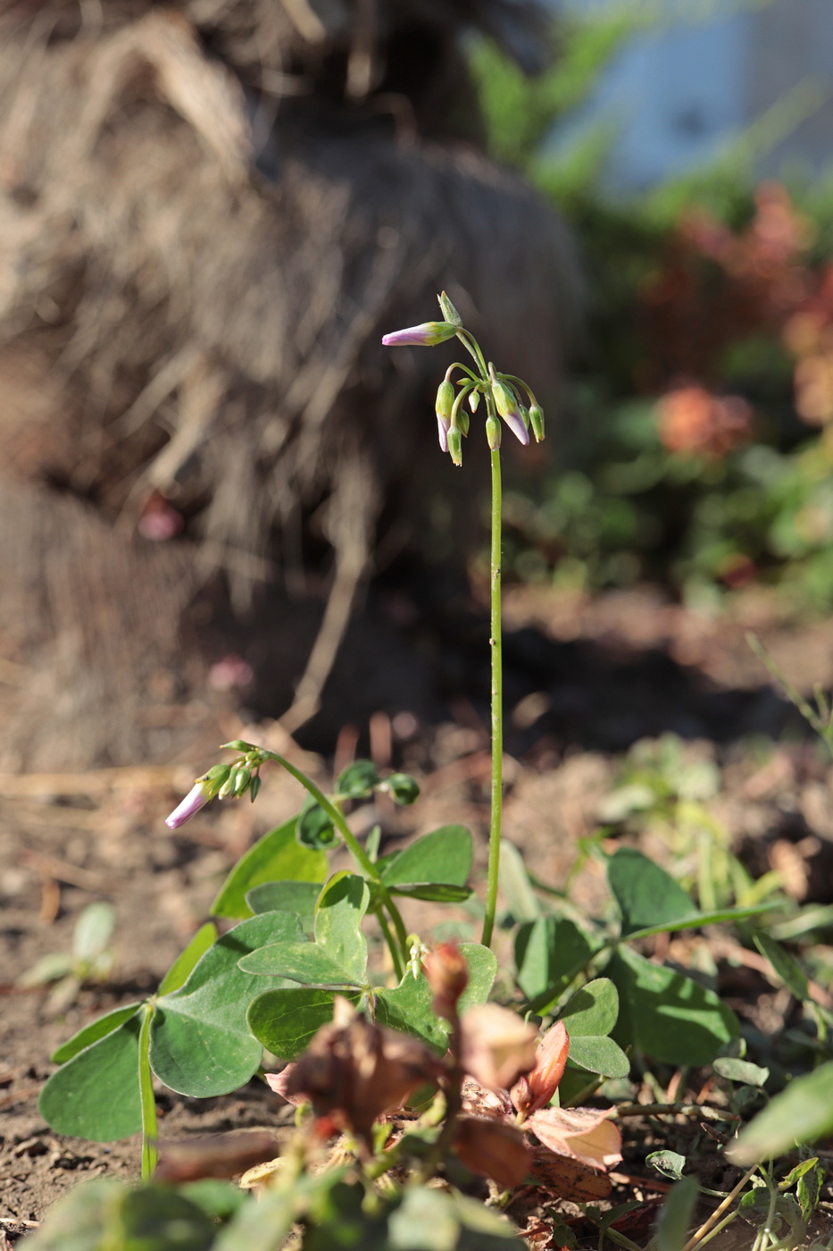 Изображение особи Oxalis latifolia.