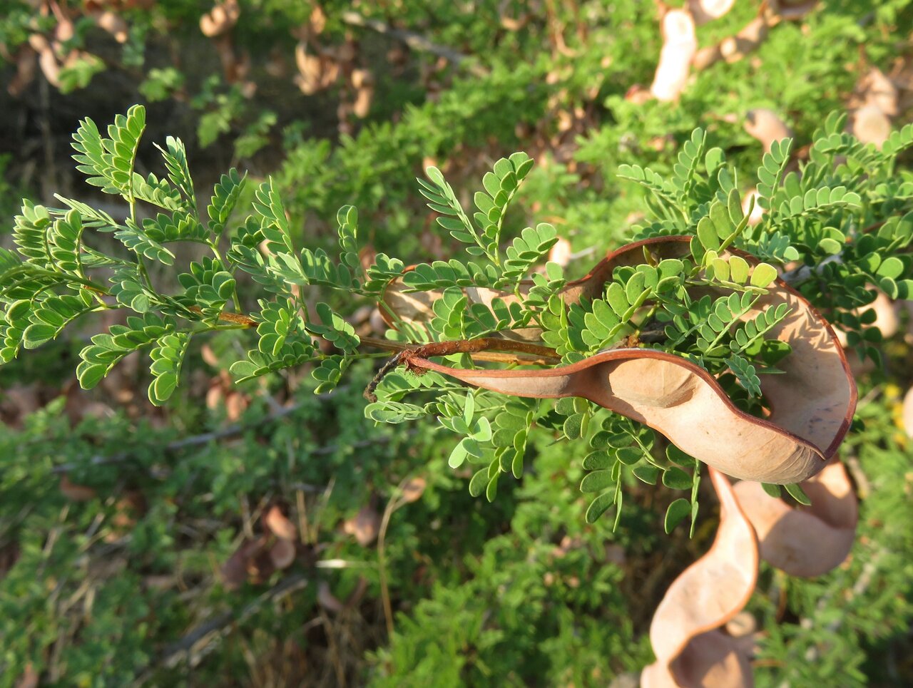 Image of Faidherbia albida specimen.