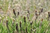 Dianthus chinensis. Верхушки побегов и вскрывшиеся сухие прошлогодние плоды. Приморский край, Лазовский р-н, окр. с. Валентин, бухта Ежовая, прибрежная песчаная терраса. 28.05.2023.