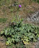 Silybum marianum. Цветущее растение. Дагестан, Магарамкентский р-н, окр. с. Приморский, окраина песчаного пляжа. 06.05.2022.