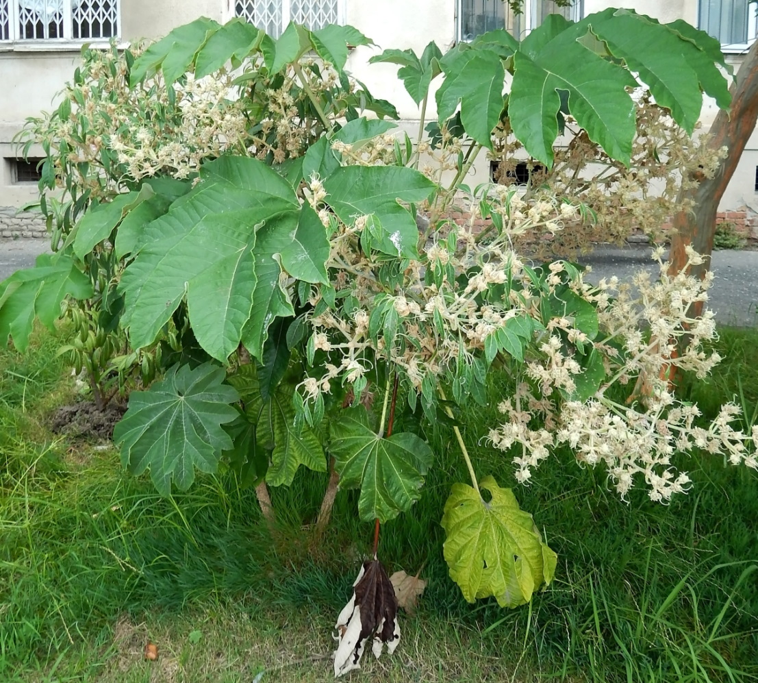 Image of Tetrapanax papyrifer specimen.