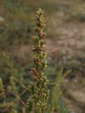 Artemisia arenaria