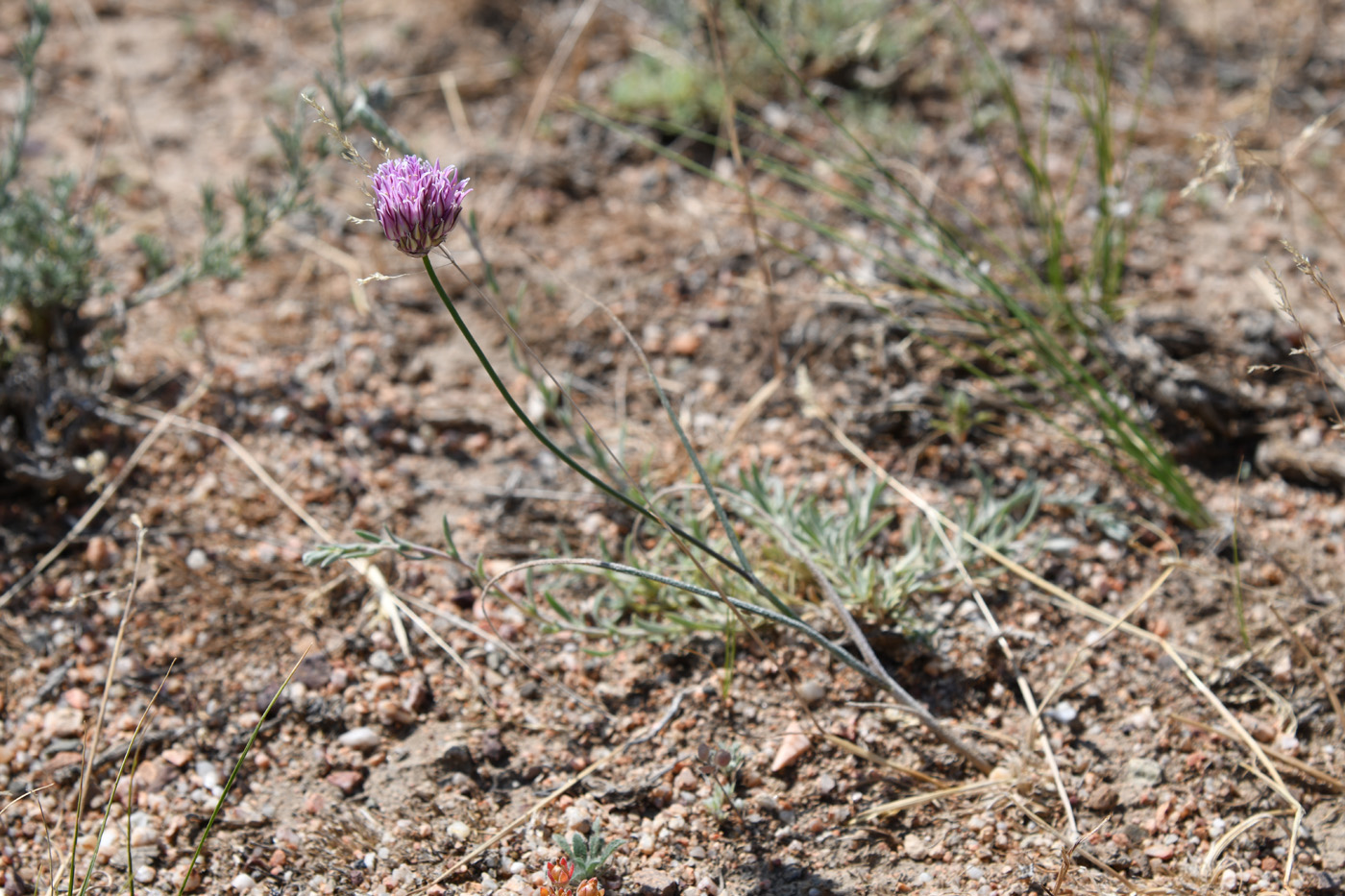 Image of Allium lasiophyllum specimen.