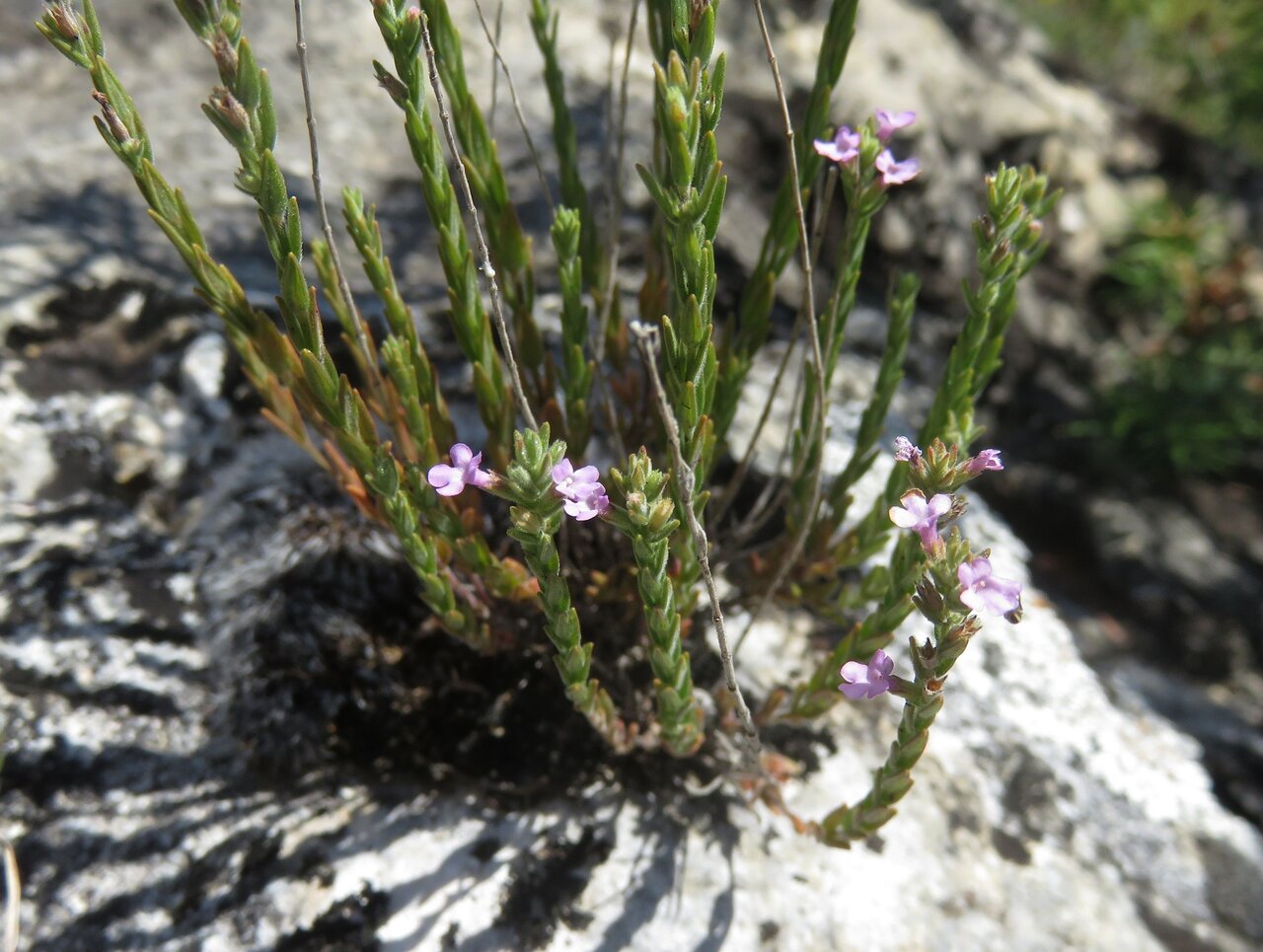 Image of Micromeria cristata specimen.