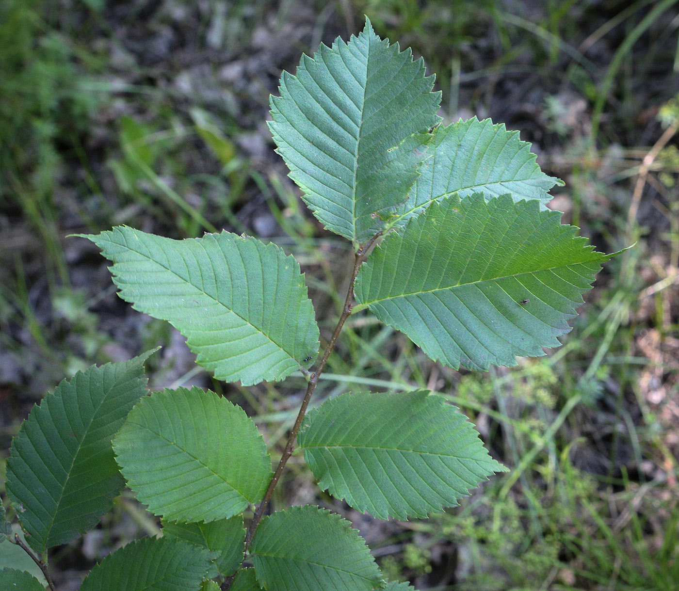 Image of Ulmus laevis specimen.