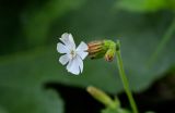 Melandrium latifolium. Цветок и бутоны. Грузия, Имеретия, г. Кутаиси, заросли кустарников. 14.06.2023.