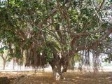 Ficus benghalensis