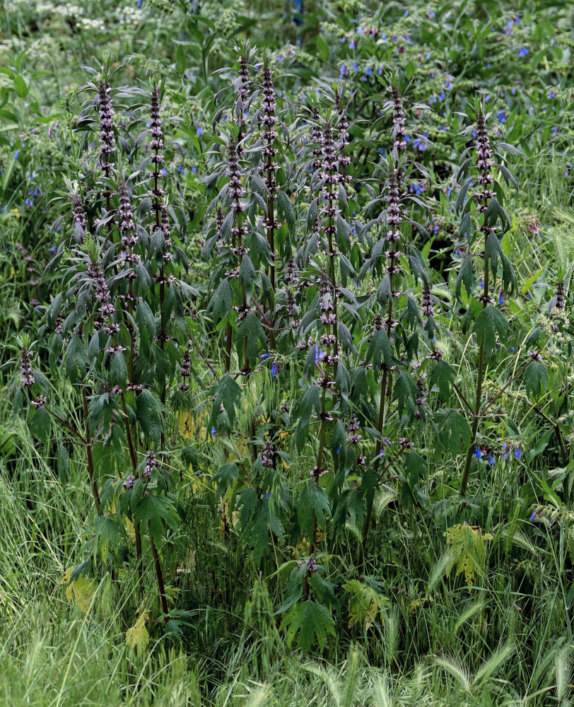 Изображение особи Leonurus quinquelobatus.