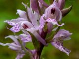 Dactylorhiza fuchsii. Часть соцветия. Московская обл., Талдомский р-н, окр. пгт Запрудня, смешанный лес. 25.06.2023.